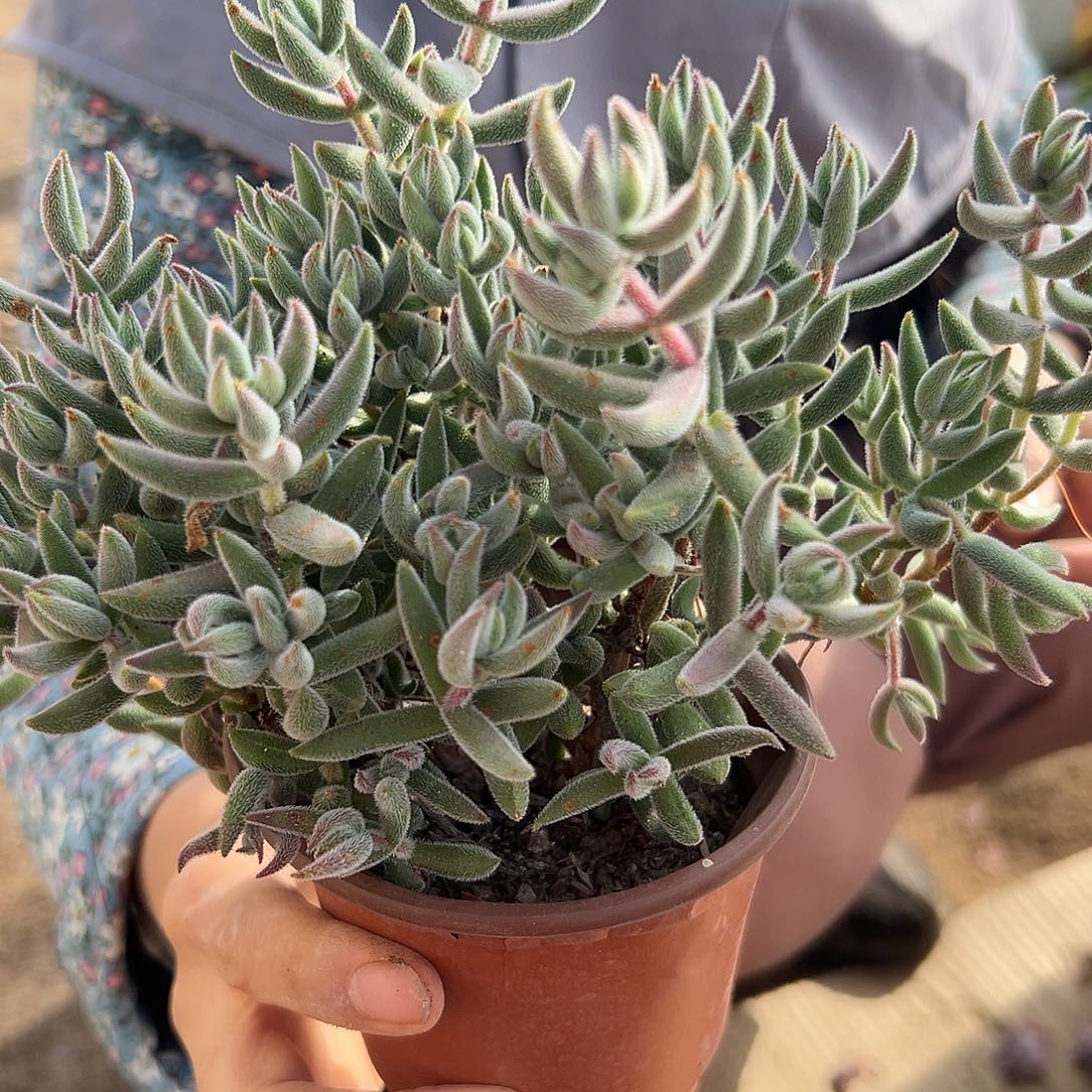 多肉植物绒针群生