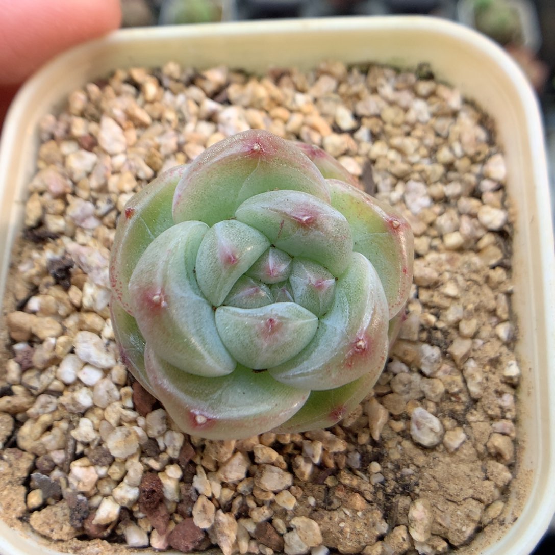 E39 ，柿子多肉20包邮两天凑单