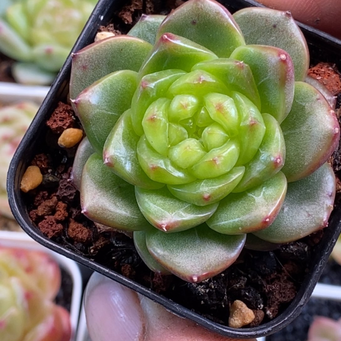 天官赐福百无禁忌