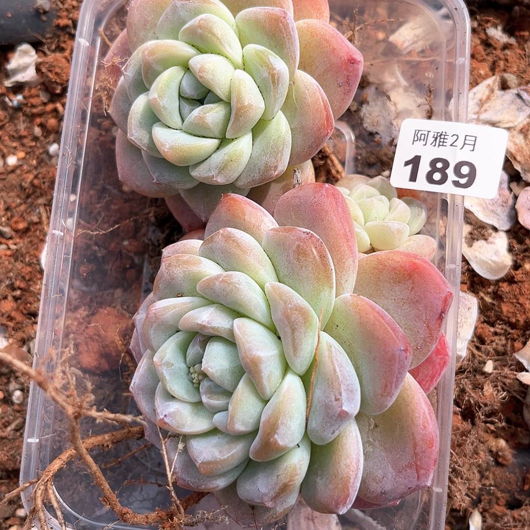 带桩发货。      189