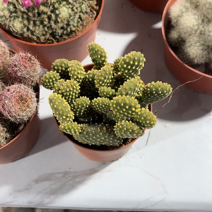 天*座黄毛掌仙人球123