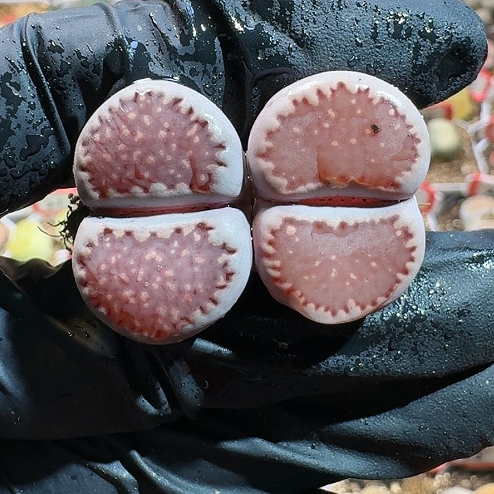 生石花111111。   283