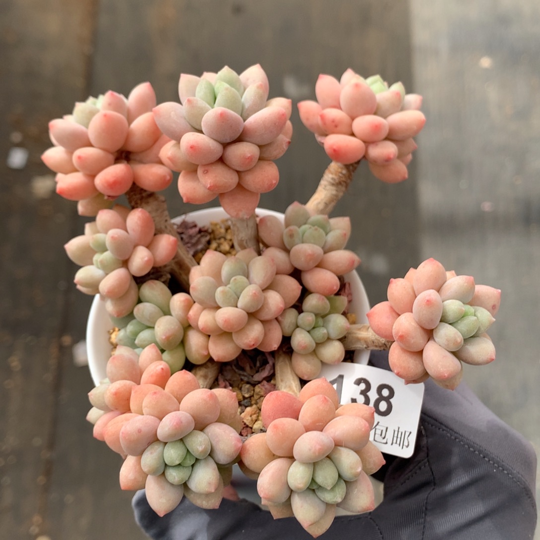 138。老桩洛神整群。