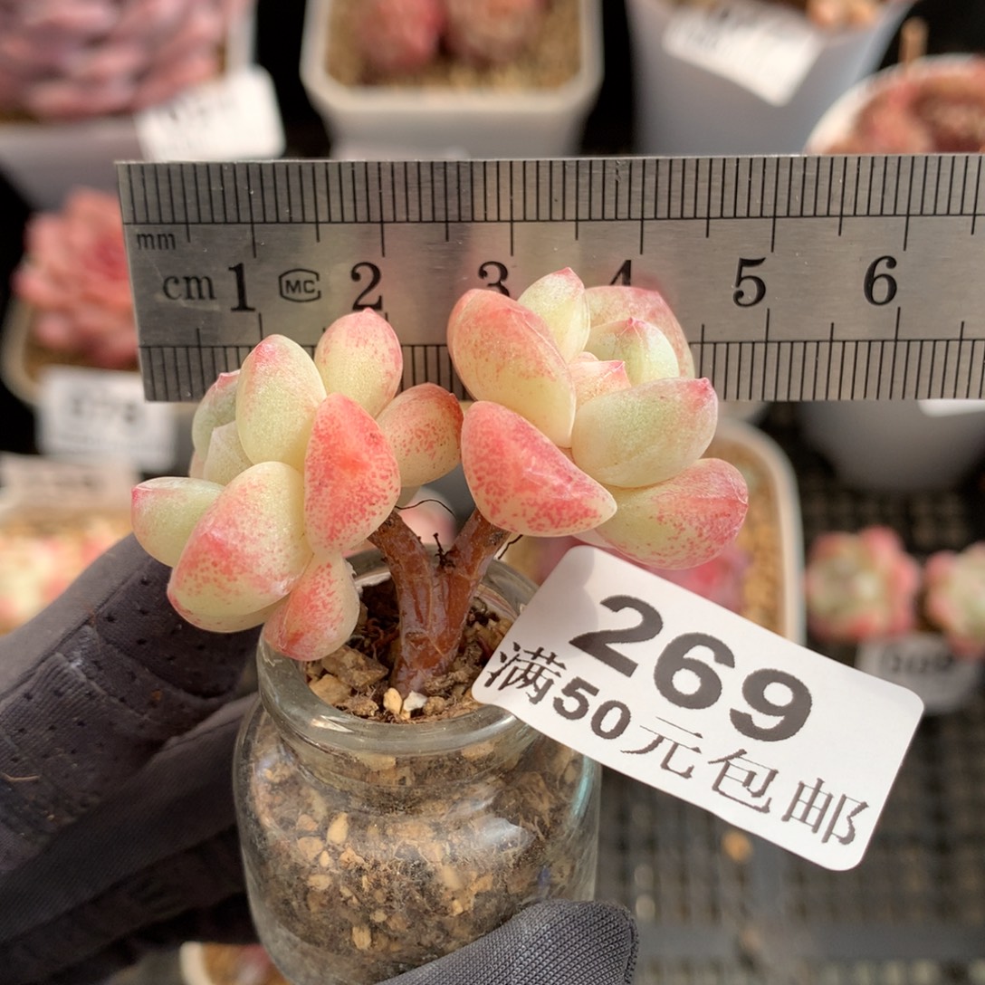 269。小树冰玉双头。