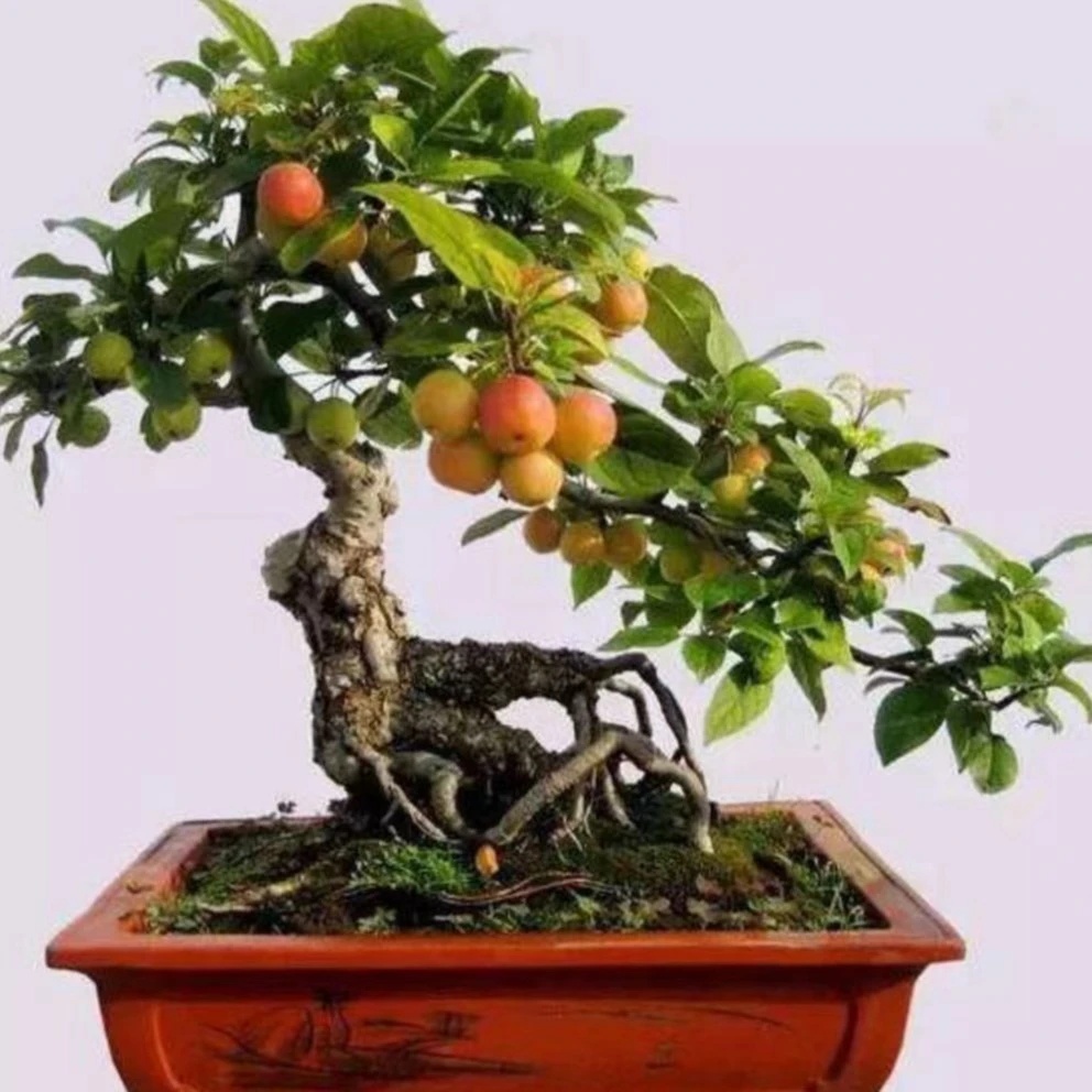 海棠盆景精品老桩南北方耐寒耐热  一物一拍