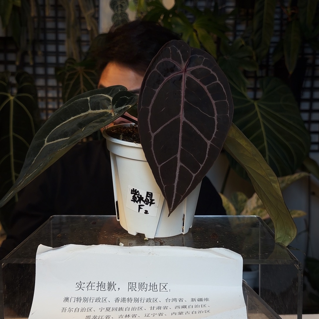 完全开放P07紫水晶f2