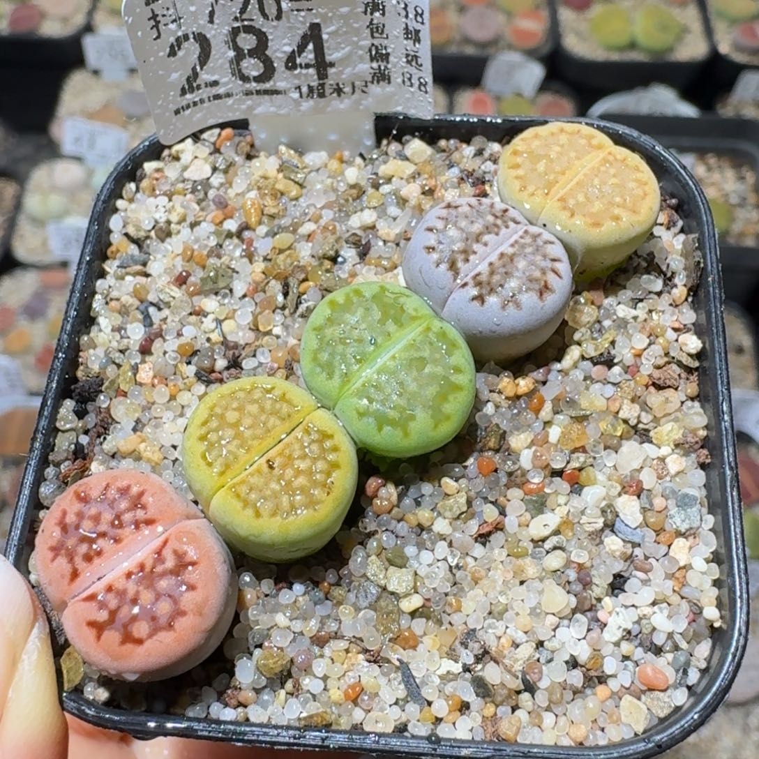 Sss清清清货了284