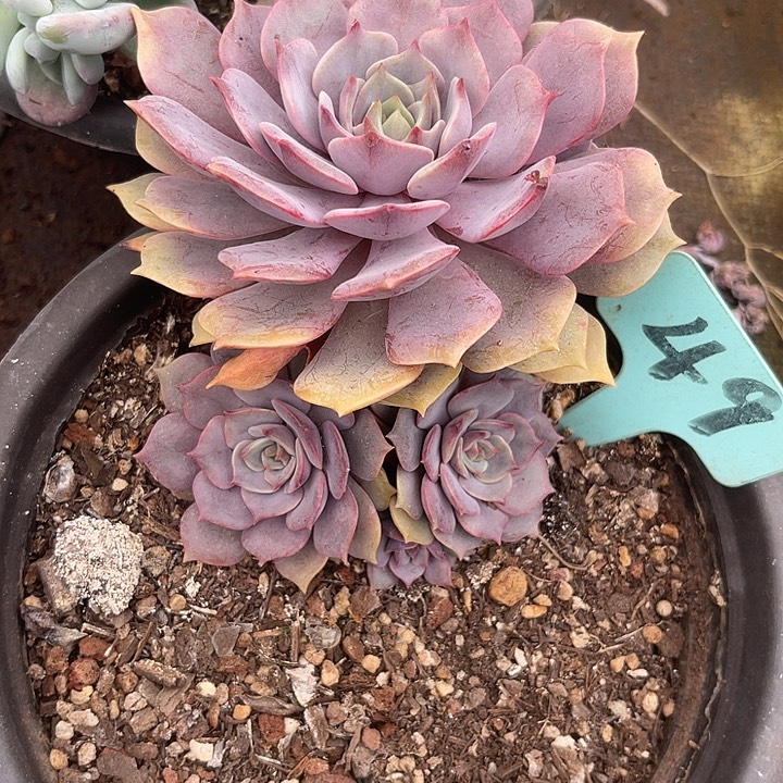 两单包邮，一物 一拍49紫姬