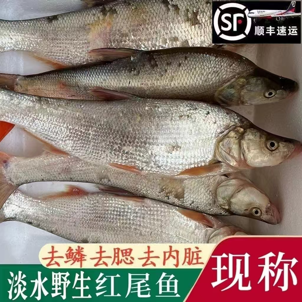 安徽生态野生红尾鱼顺丰发货杀好不退