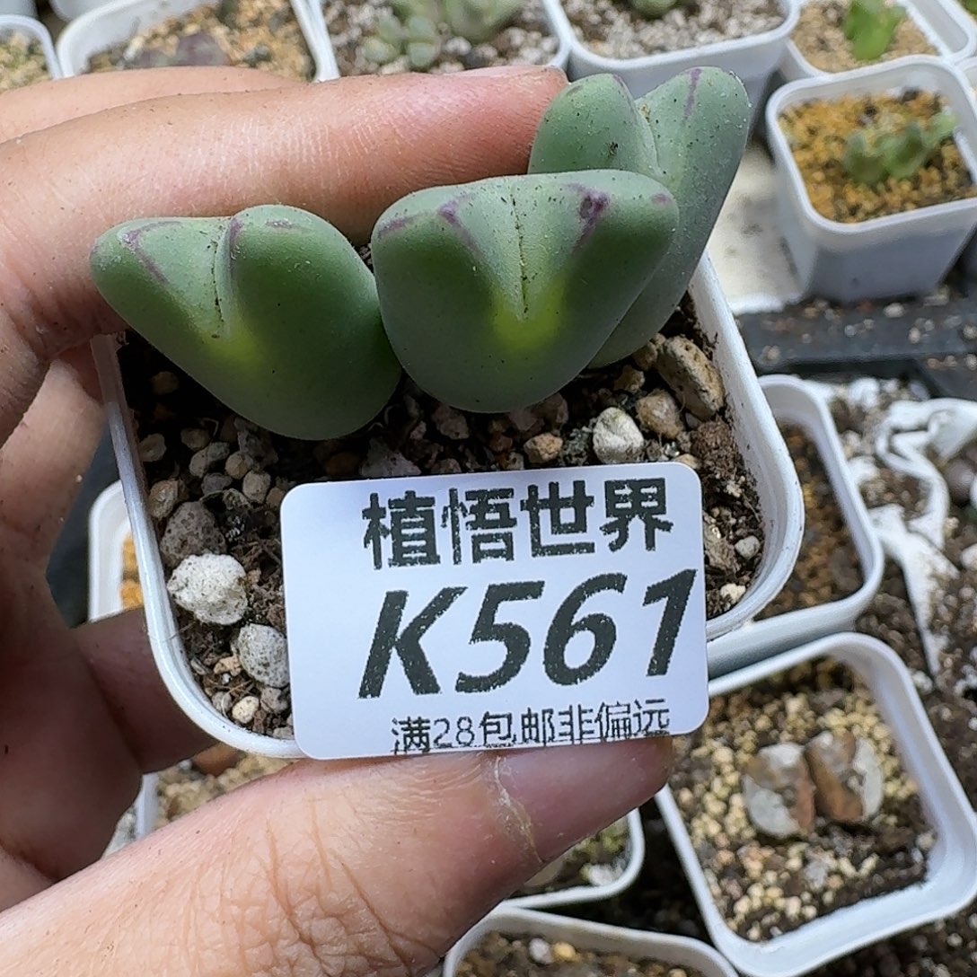 多肉植物的润泽fhho