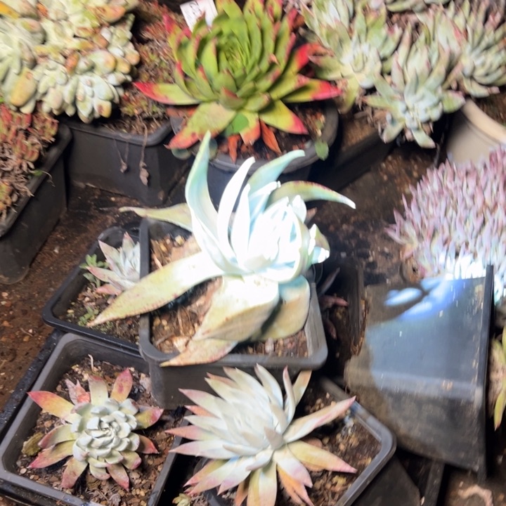 872哈哈哈哈哈哈哈