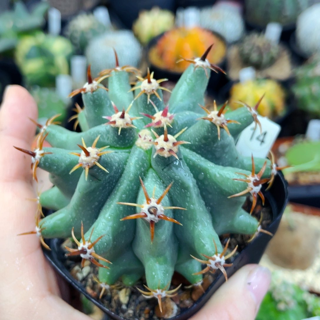 盆5公分满25包邮裸根发货