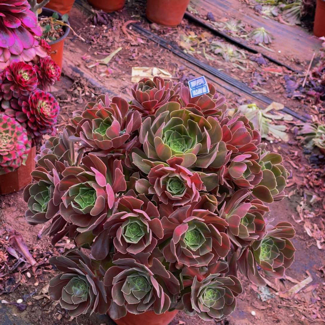 69鲜花老桩中班鲜花