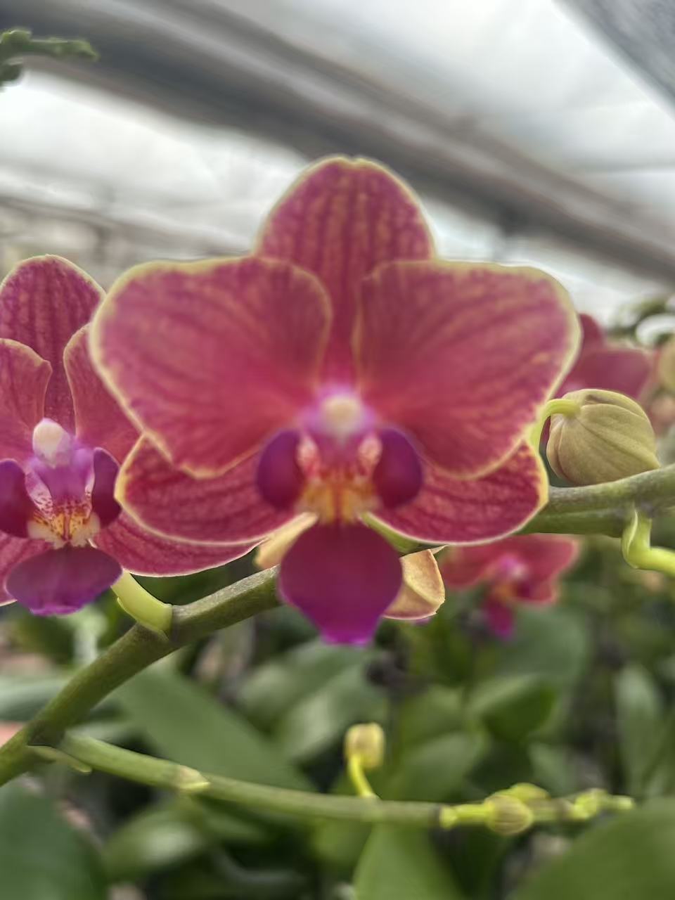 农掌柜   蝴蝶兰（金边玲珑）带花带花苞