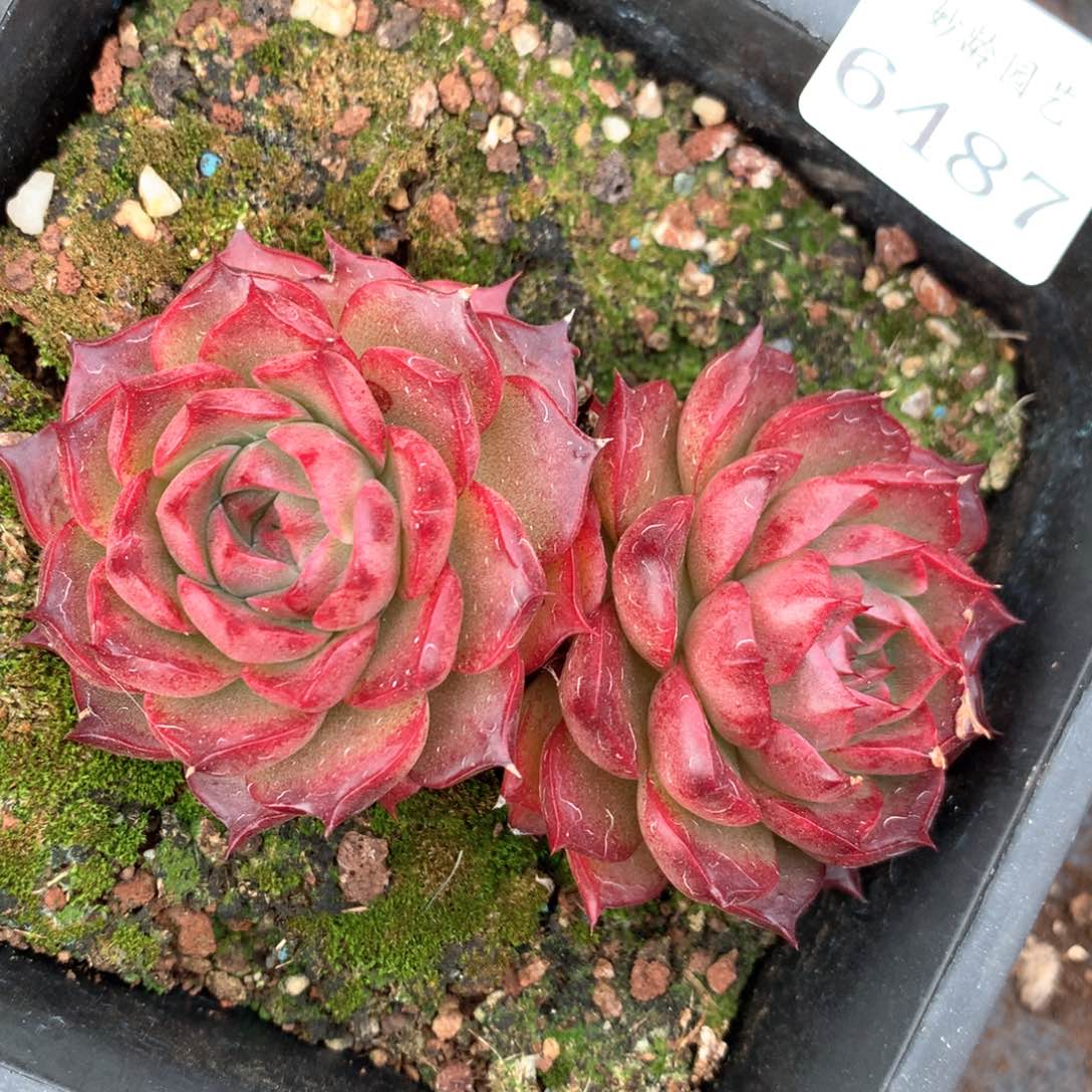 6487不包掉头整散不售后