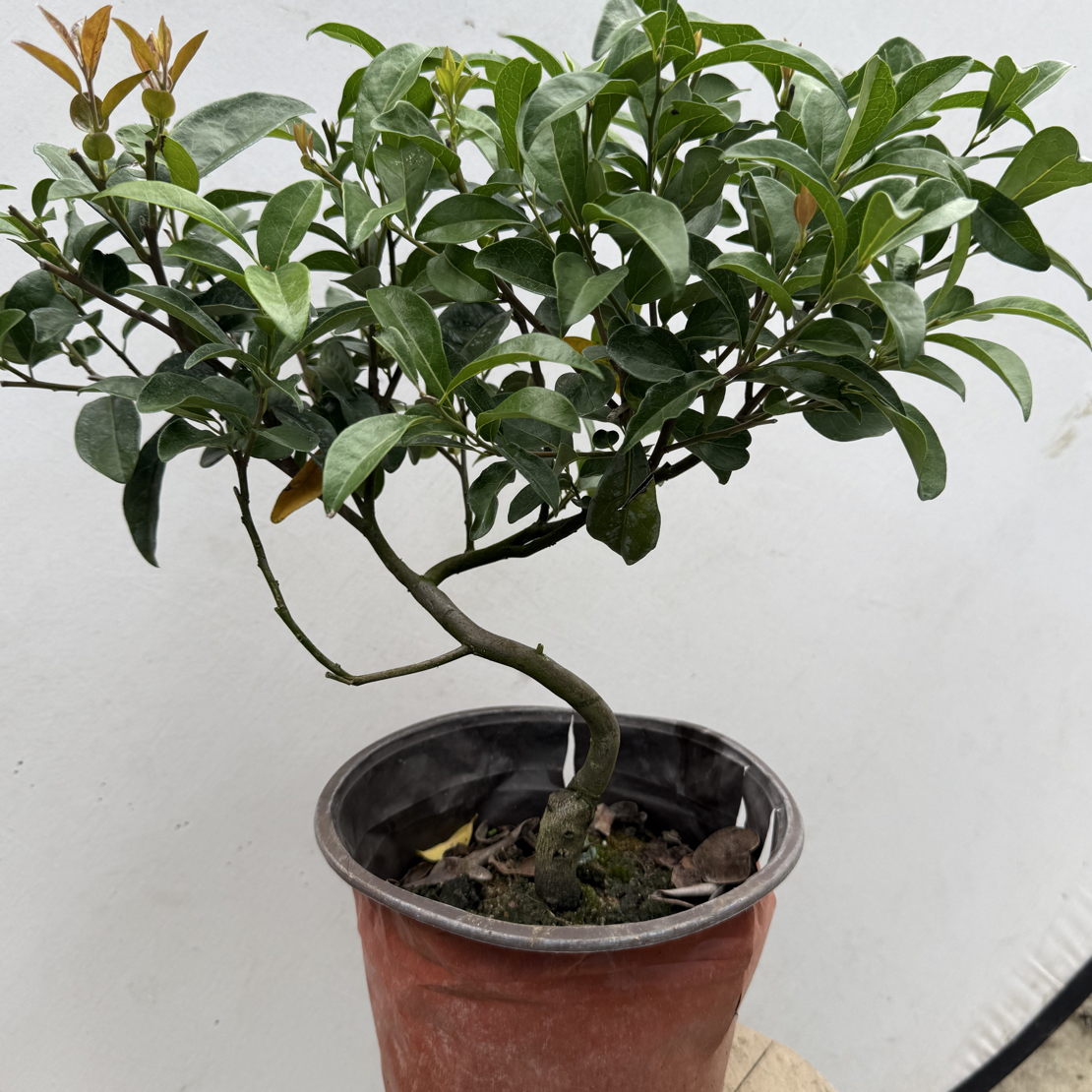 金弹子品种苗，直播间一物一拍，看清楚再拍