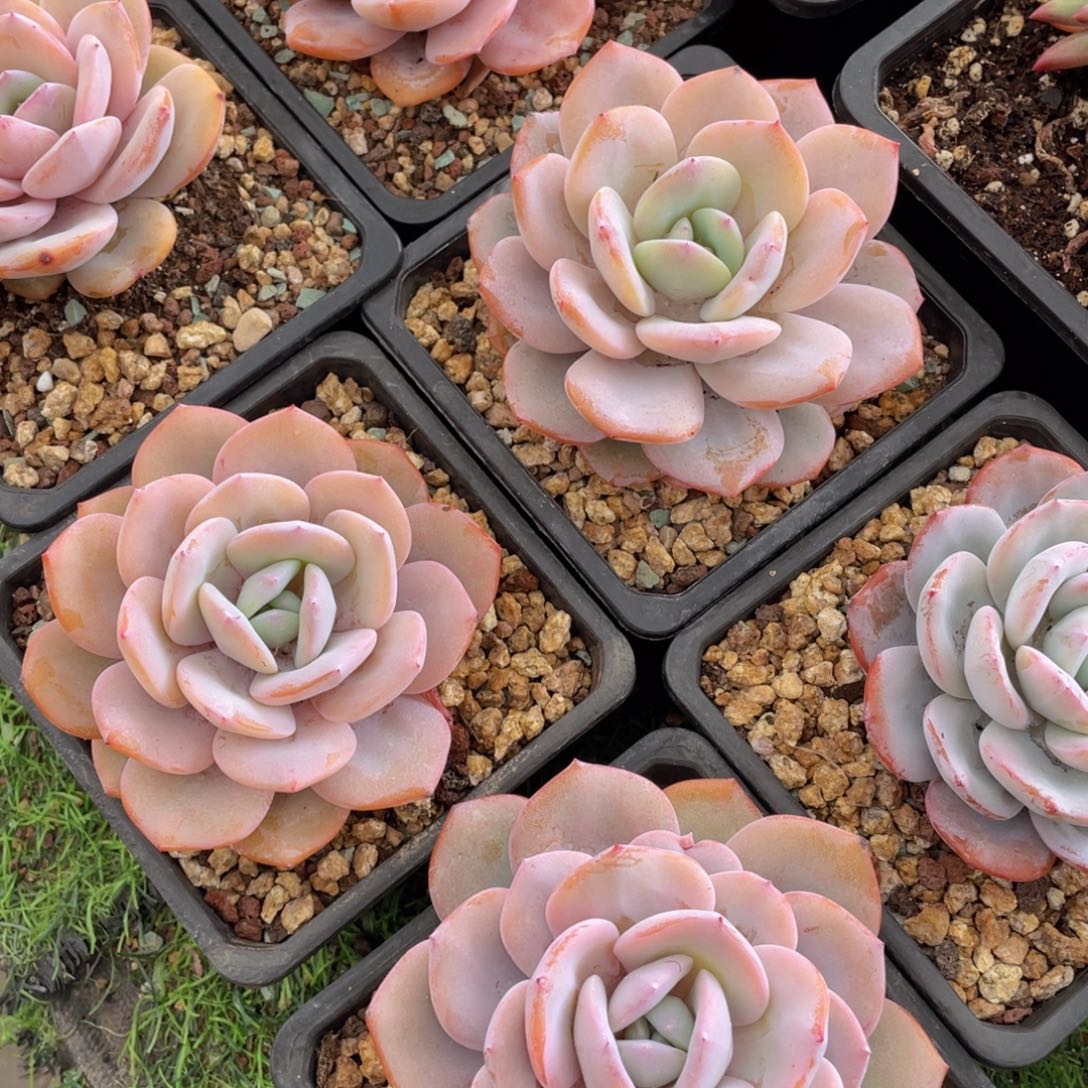 大单头韩版奶茶（当天可以发货）