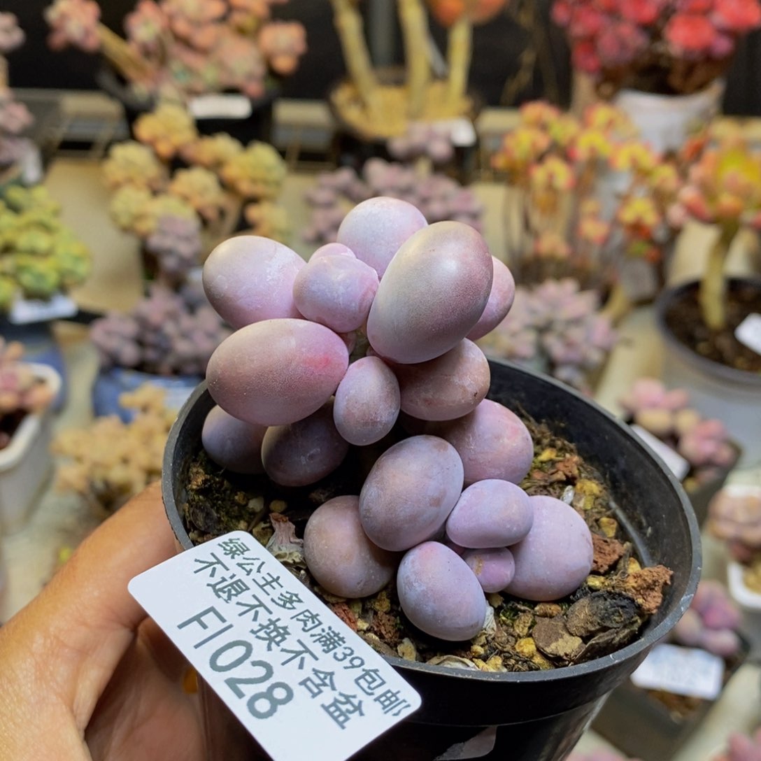 028芭比奶多肉7cm