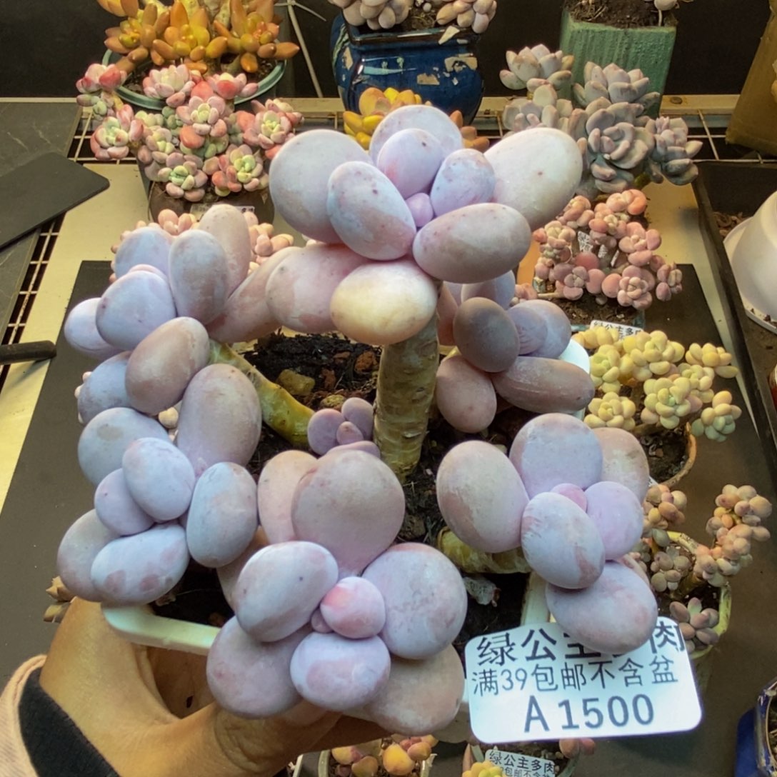 子*500水光针多肉9v m