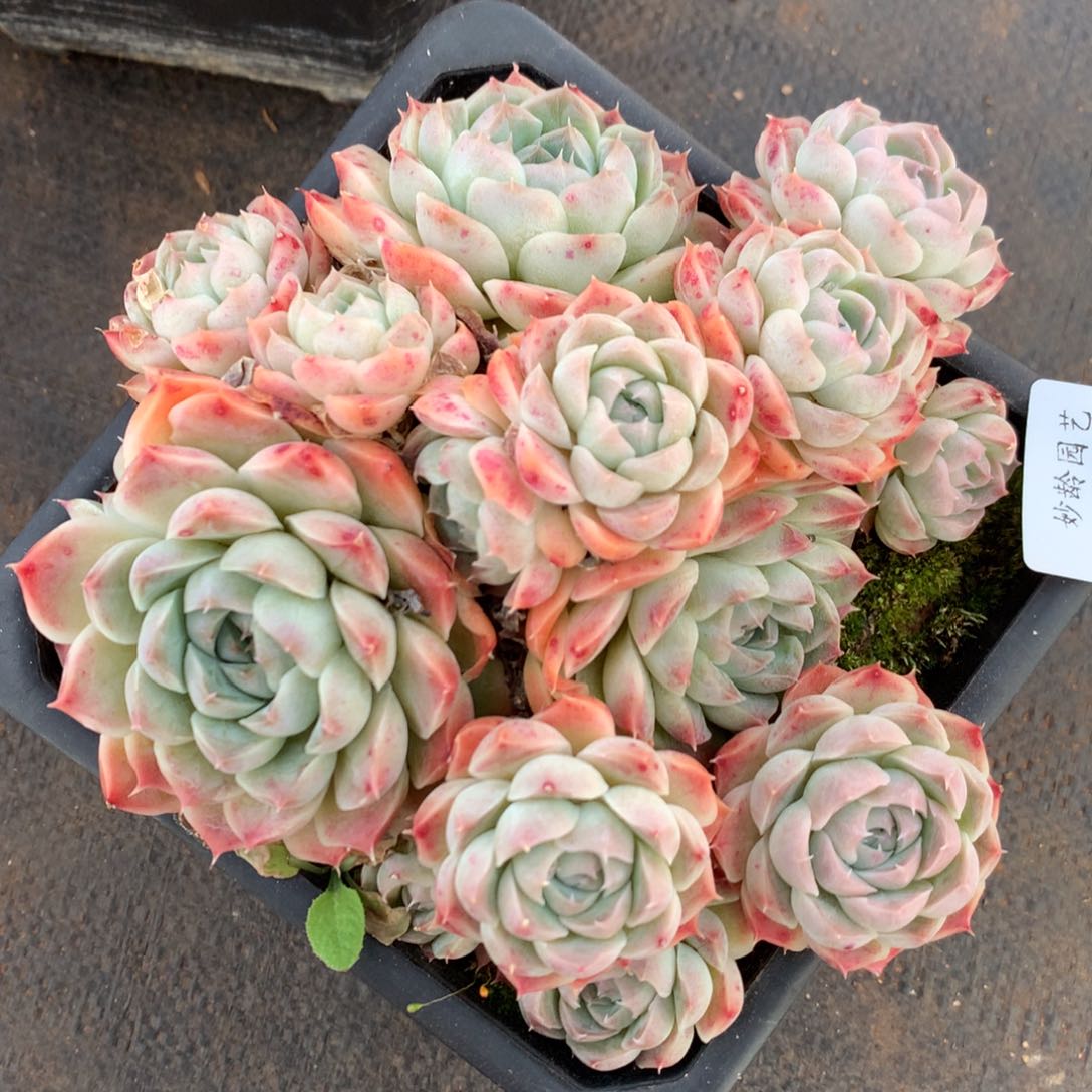 53杂交精品基地14厘米