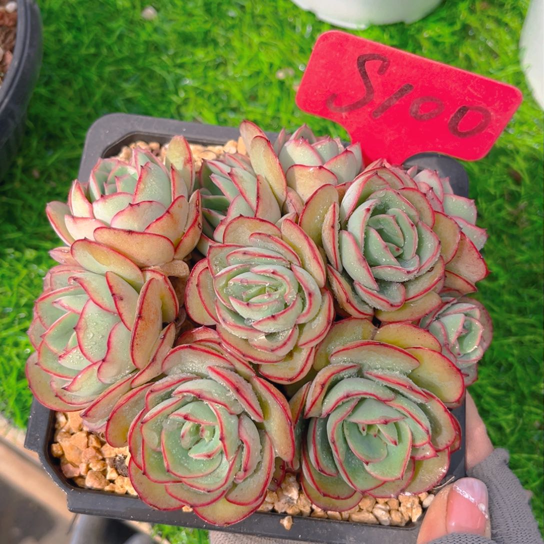 牡丹亭88858888888