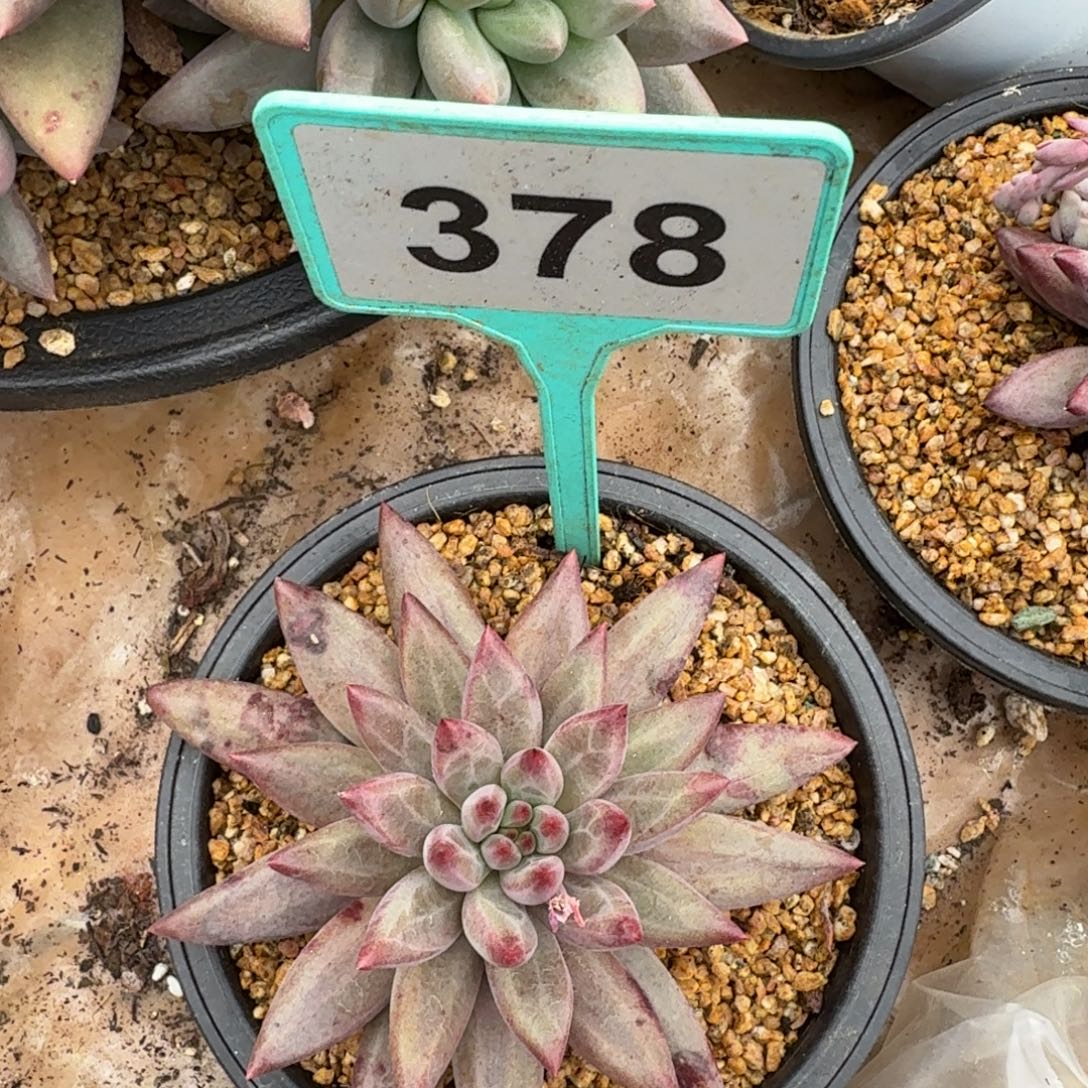 多肉植物虞美人378