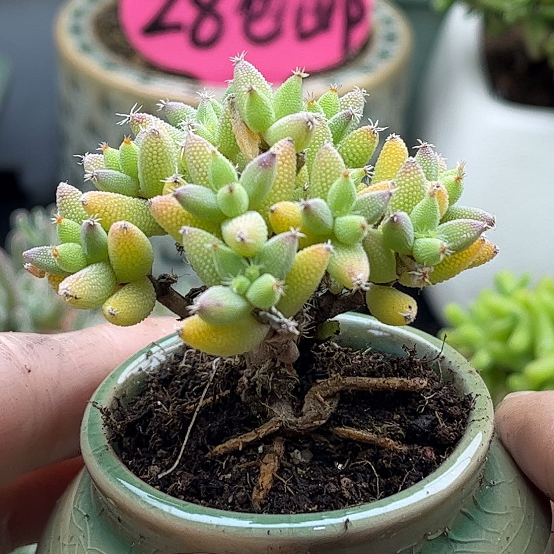 39实生玉米带盆优选枝干