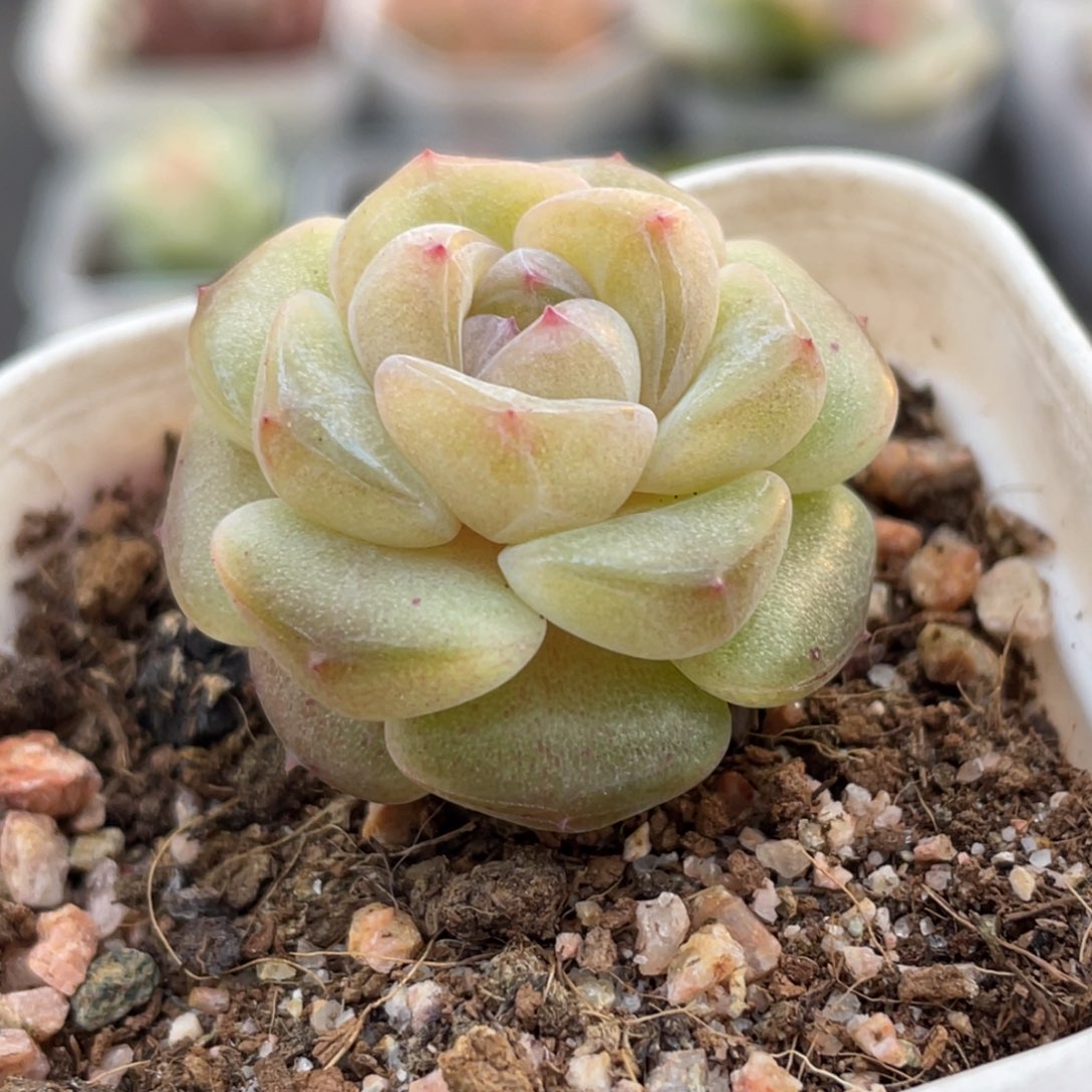 677号糖心冰心珍妮