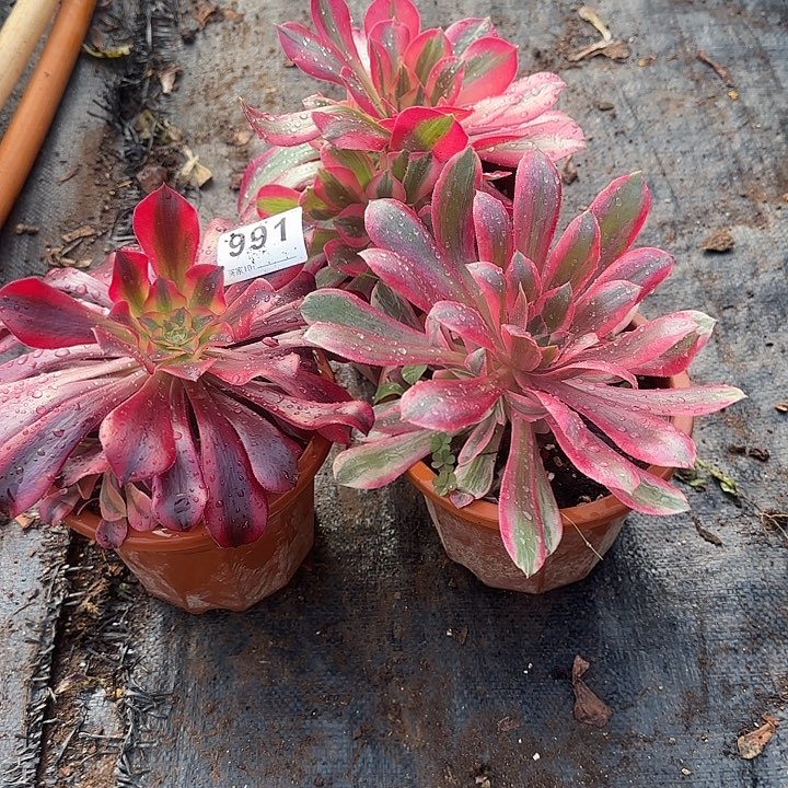 小***子3颗多肉植物00991