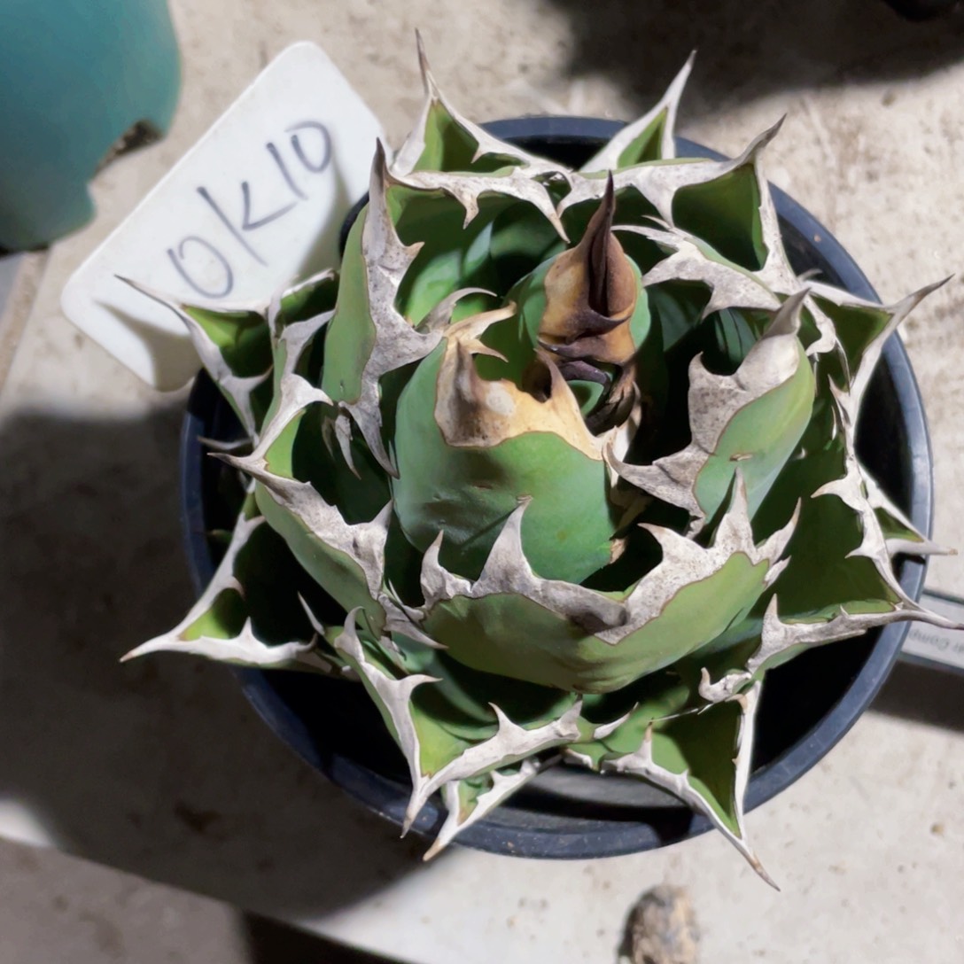 z***d姬仁植物2222222