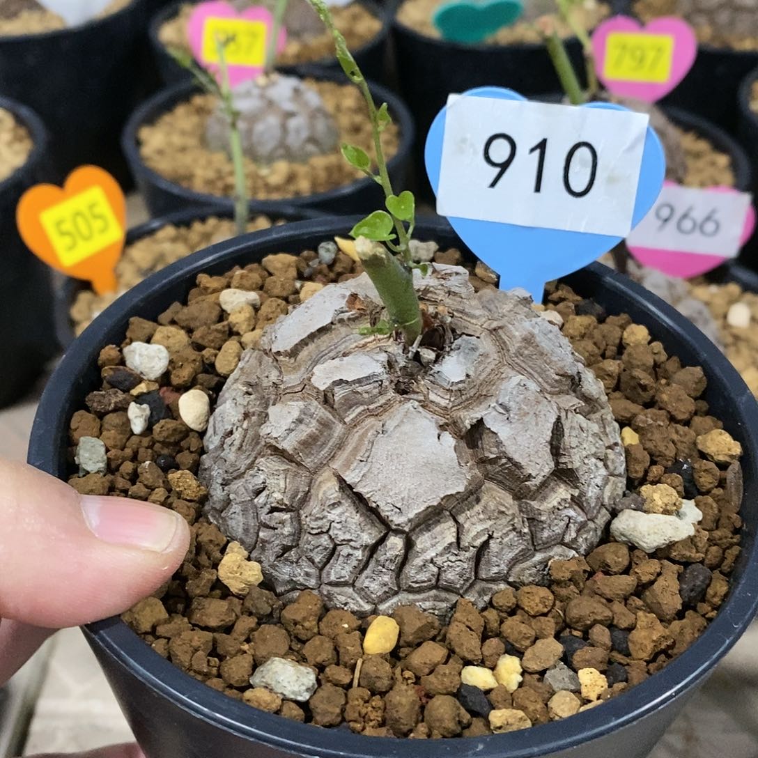 南非龟甲龙龟甲龙