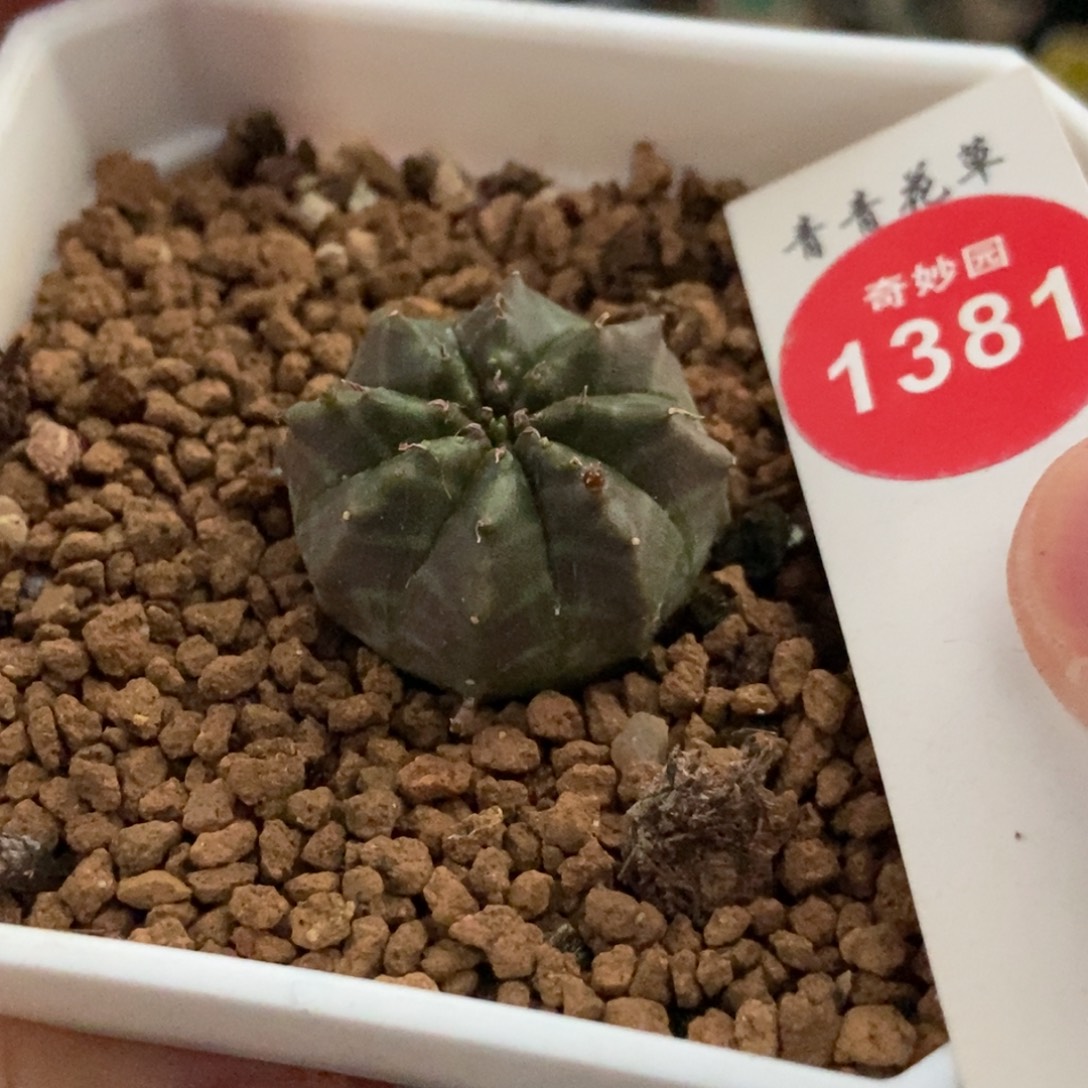 实生紫皮法利达2.6cm