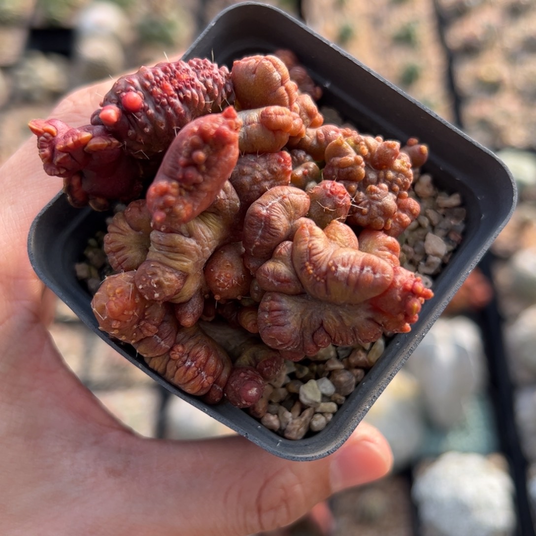 8***7高沙石化缀 脱土发货多肉