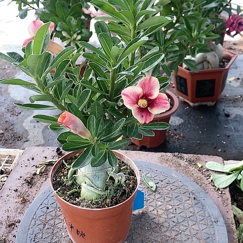 【闪购商品】无花朵东**珑