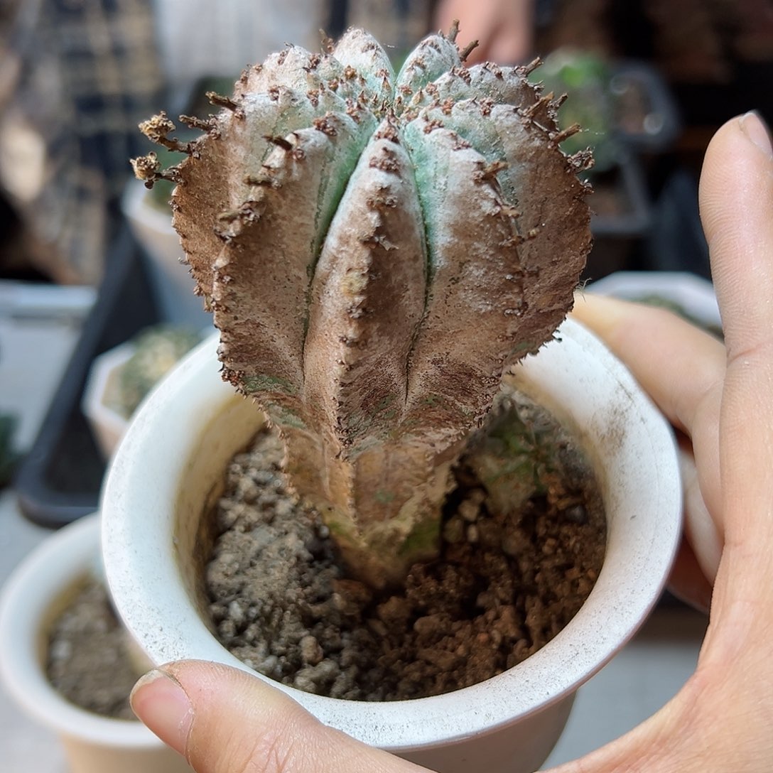 实生白衣魁伟玉带盆5.5公分