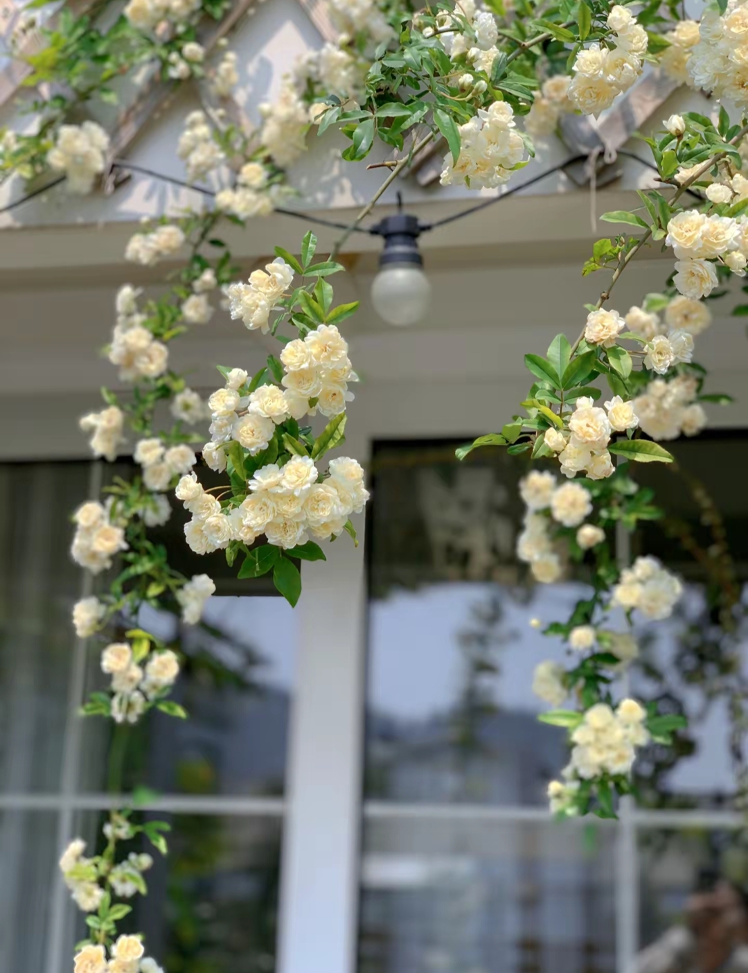 沉香B006圆圆满满06多16多样性发一