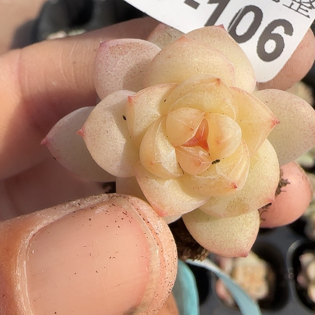 小卡拉米糖心一物一拍27-106