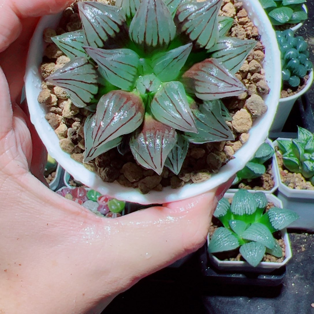 万象盆西瓜寿多肉