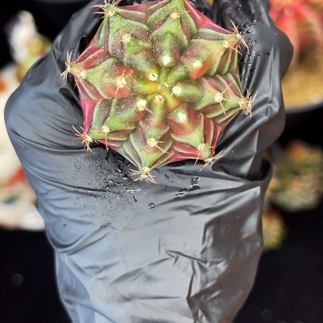 红乌贼 一物一拍 脱土
