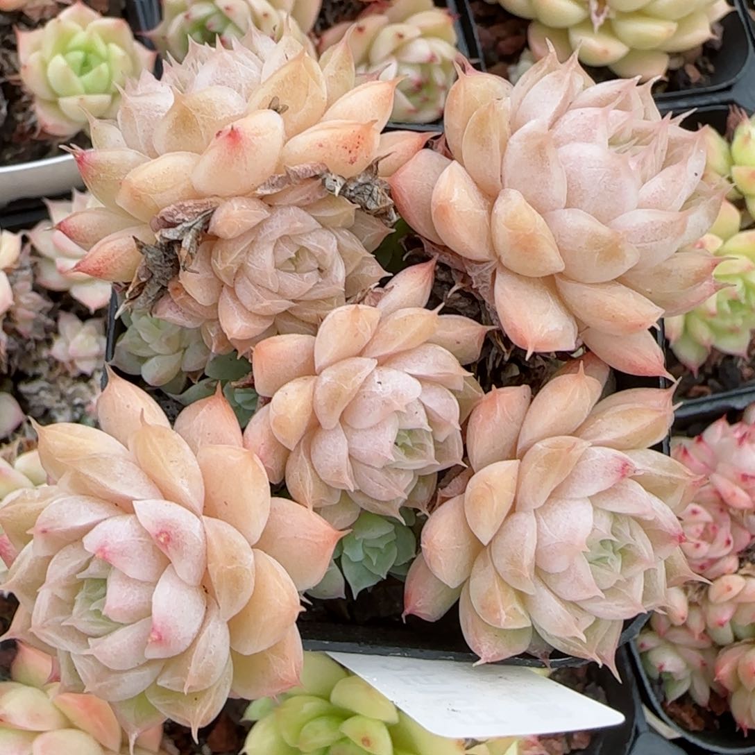 花语逸境0216-580散