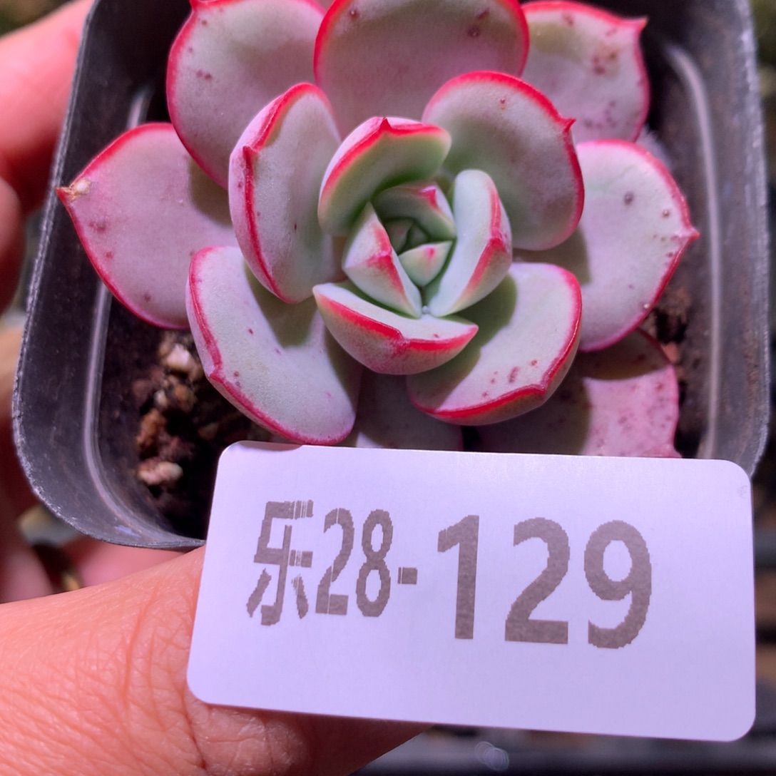 乐然28-129 凌波仙子 