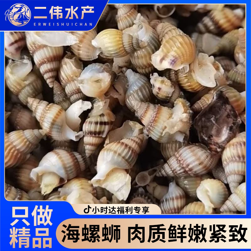 《二伟水产品质之选》海锥锥39.9三斤（顺丰包邮）海鲜