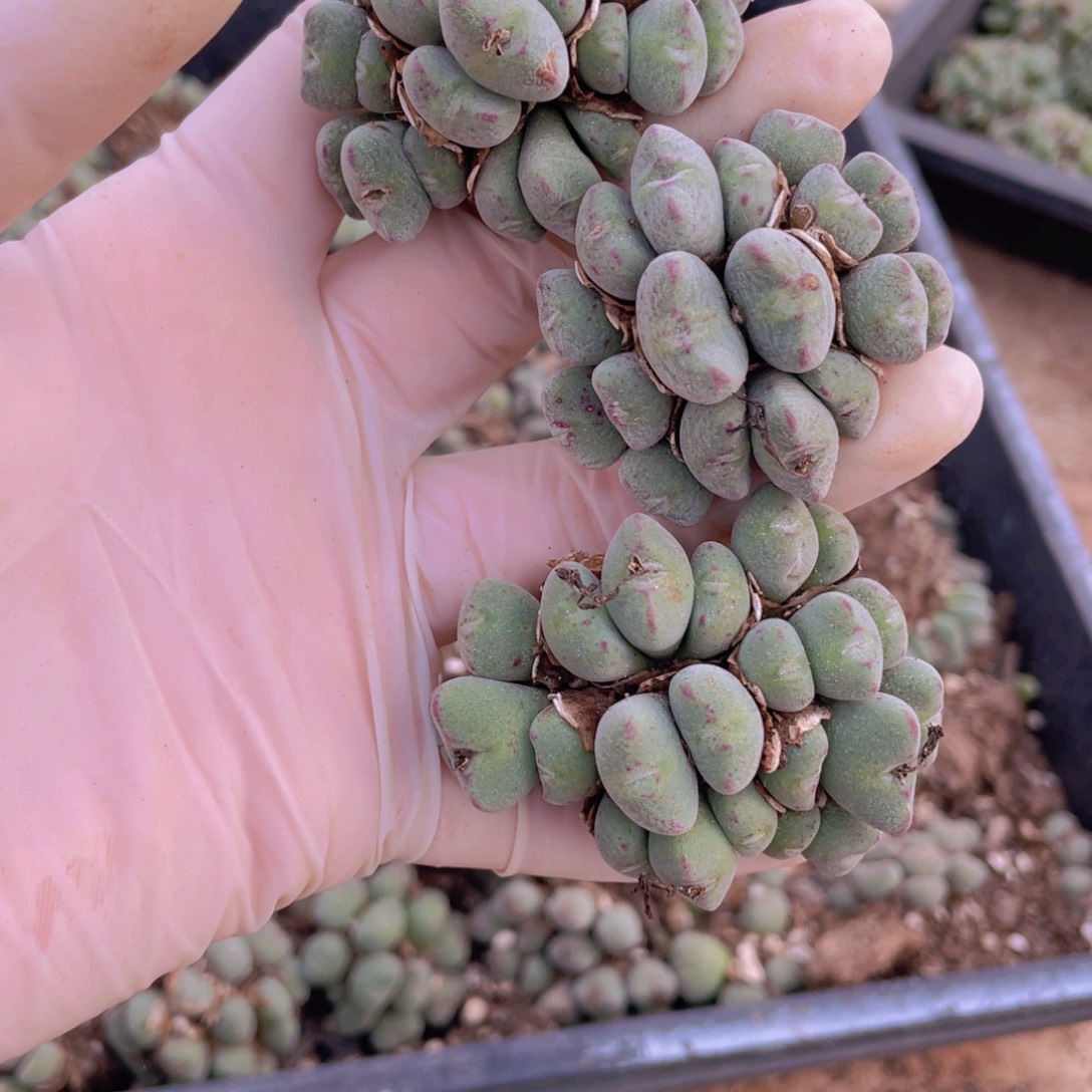 3颗口笛888888888888