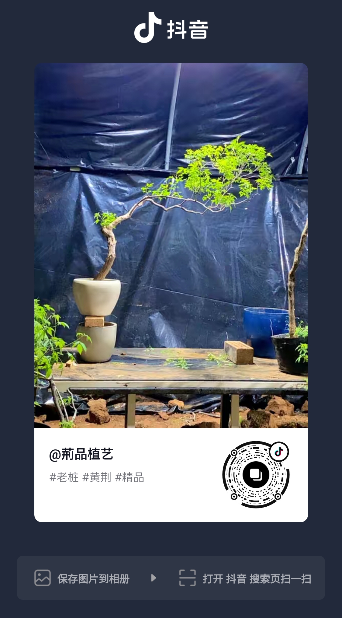 黄荆老桩生桩现挖现发，高度尺寸20cm--80cm随机发货