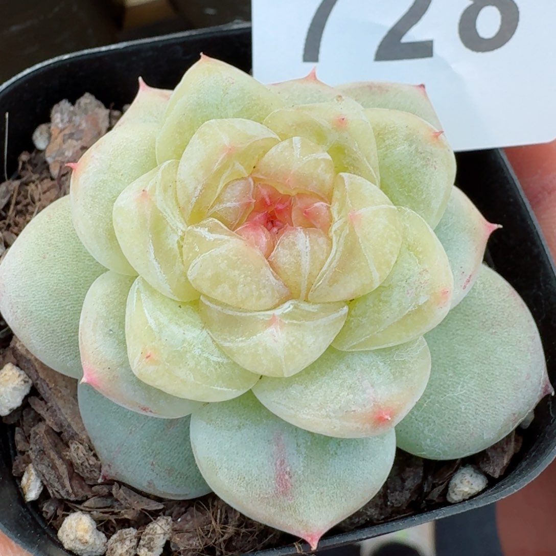 雪诺         精品多肉