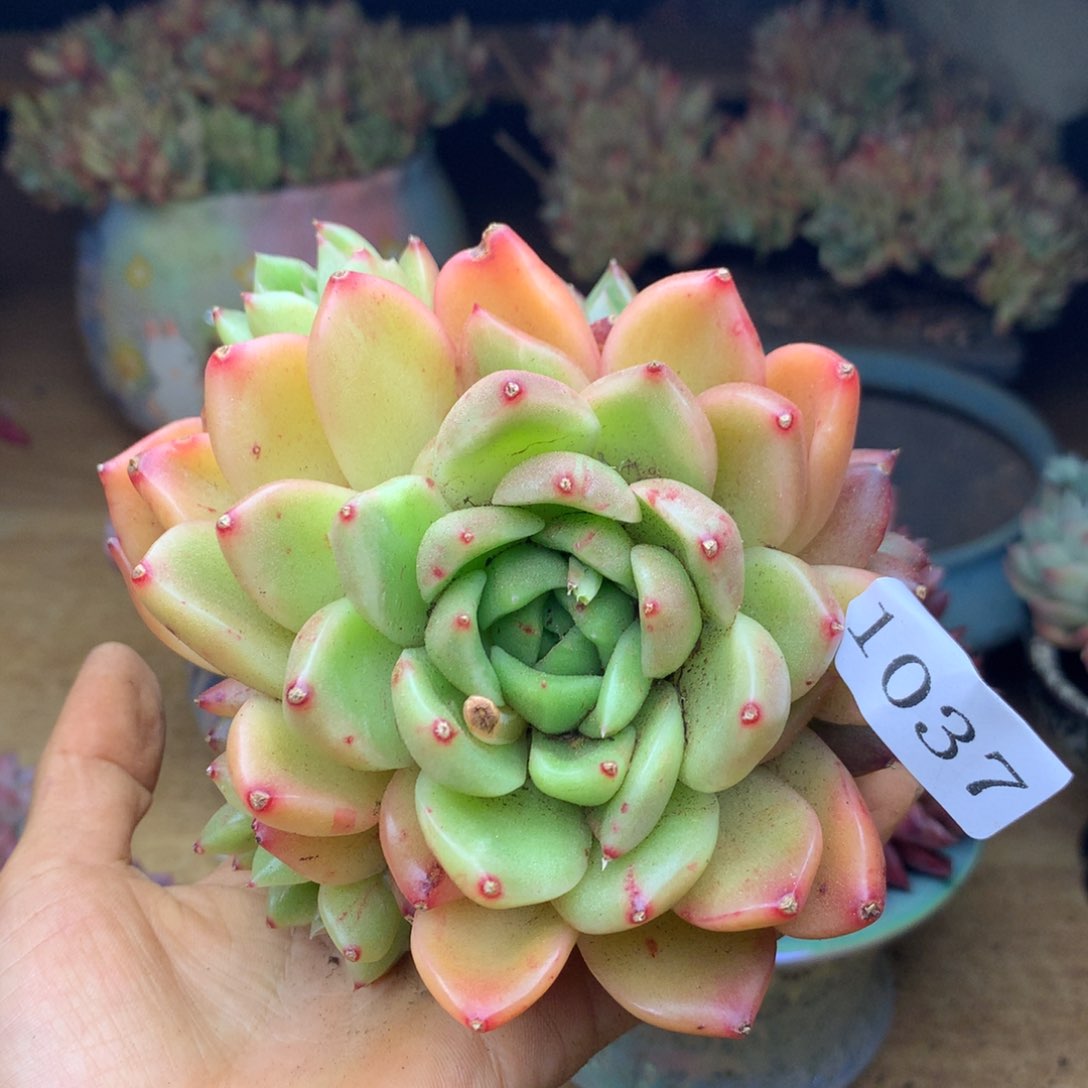 1037杂交精品基地10厘米