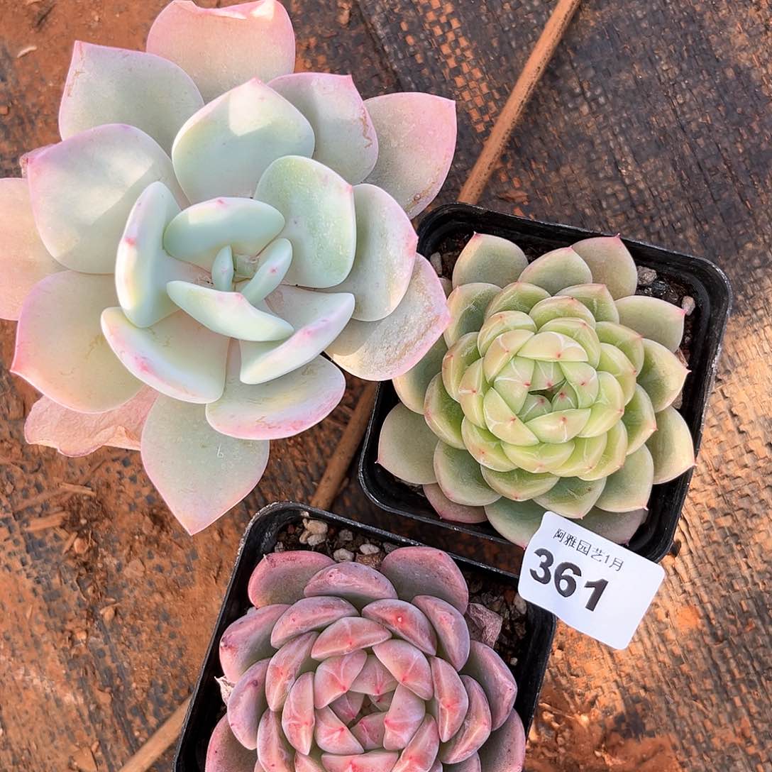 阿雅园艺。           361