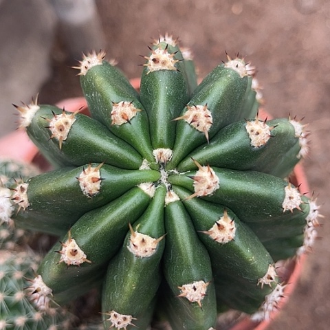 实生短粗刺带盆土