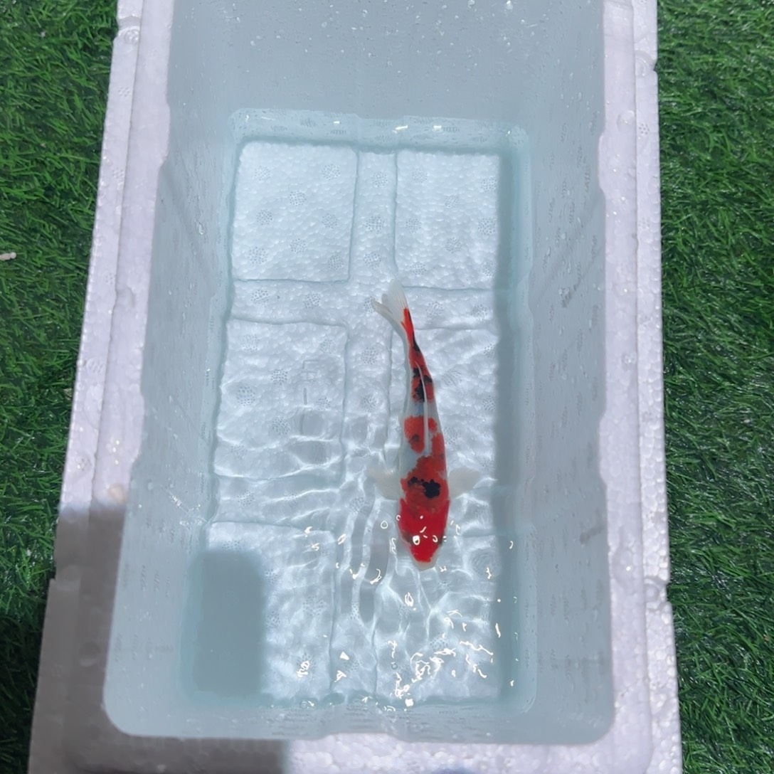 锦鲤锦鲤鱼观赏鱼锦鲤