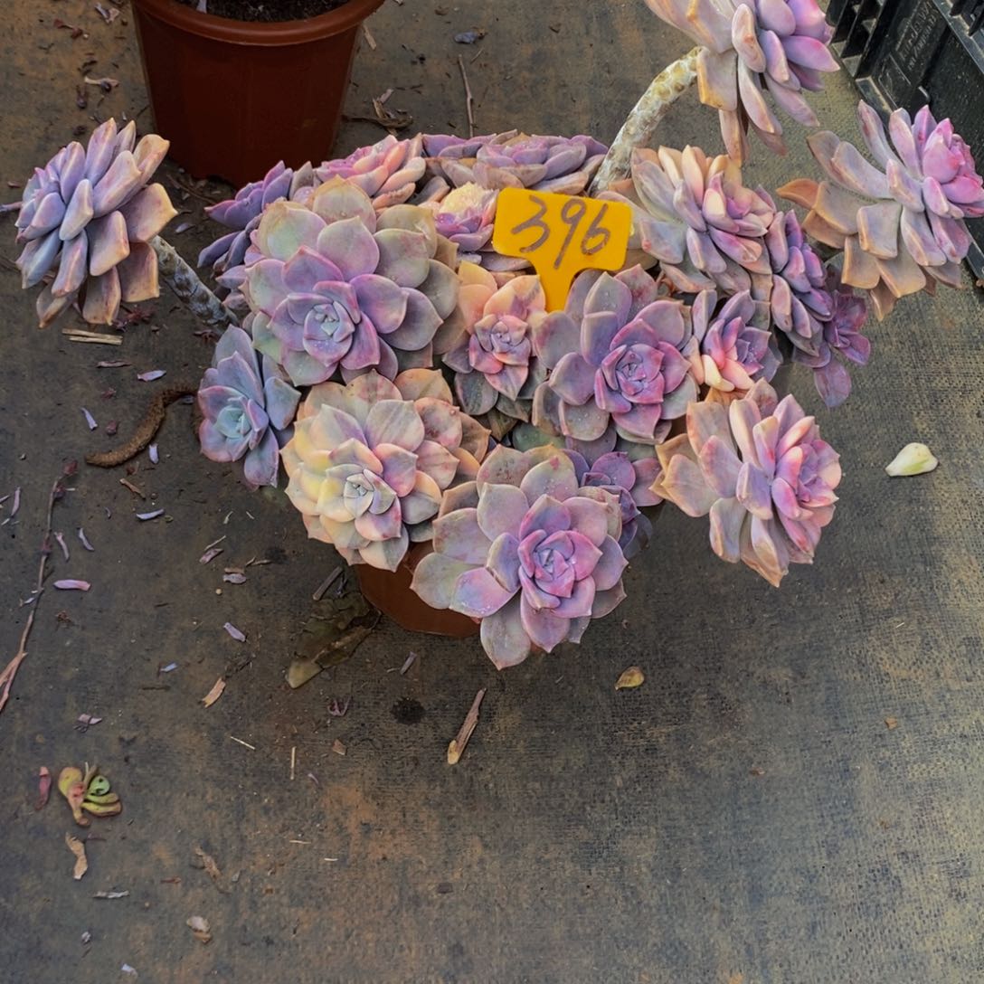 玲***鱼紫乐锦396。             